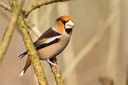 König der Finken Foto & Bild | natur, vögel, wildlife Bilder auf ...