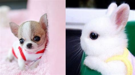 Hilarious Animals Funniest Animals Cute Animal Babies Youtube