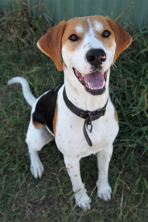 Todd Large Male Harrier Mix Dog In Nsw Petrescue