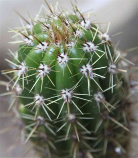 Set it to 60 seconds for your user like so then install spine and switch to it. Trichocereus lamprochlorus Seeds Samen Echinopsis lamprochlora
