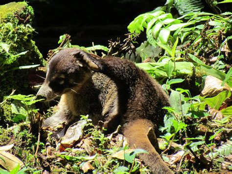 Photos Of Mammals In Costa Rica