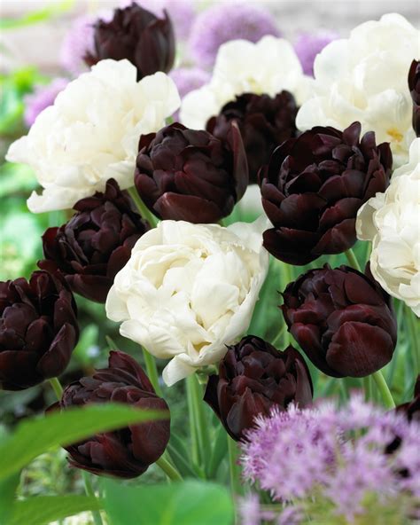 Buy Premium Quality Tulip Black Hero 1012cm From Dutch Bulbs