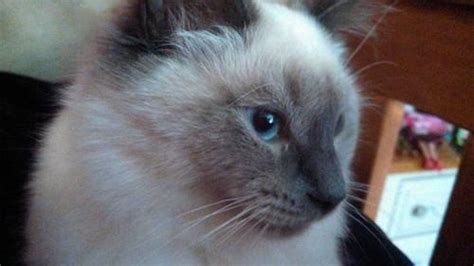 They will follow their companions around and strike up a conversation about everything and anything. Long haired Blue Point Siamese - Spayed female 6 months ...