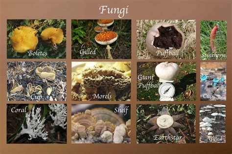 Fungi | Definition, Characteristics, Types