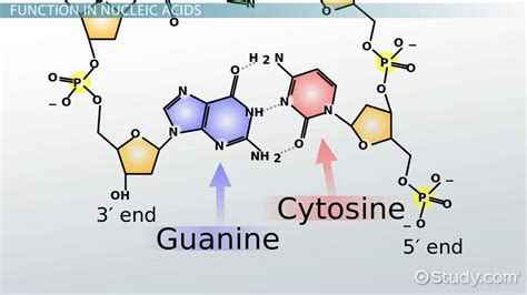 Nucleotides Dna Rna Guanine Cytosine Adenine Thymine