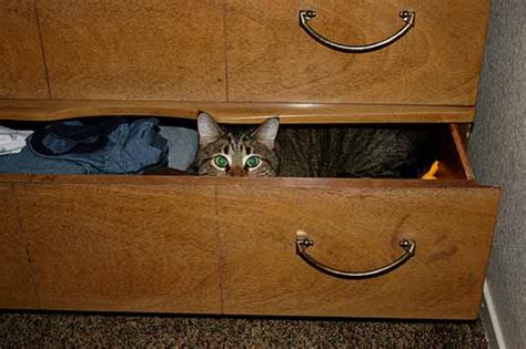 Hiding Cats Funny Pictures