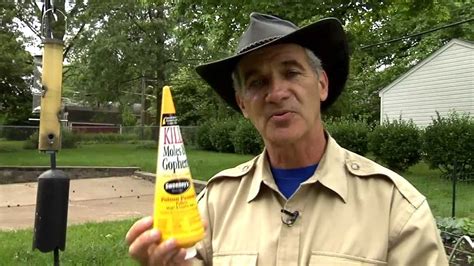 Although moles can be good for your lawn by aerating the dirt and eating larvae of destructive. Kill moles and gophers with Sweeney's Poison Peanuts - YouTube