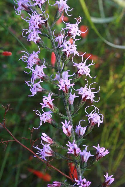 Striking color photography showcases species and flowering characteristics. Graceful Blazing Star - Liatris gracilis (With images ...