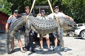 Mississippi alligator taken in Issaquena County tops state weight ...
