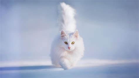 Beautiful Cat Wallpapers Hd Pictures One Hd Wallpaper