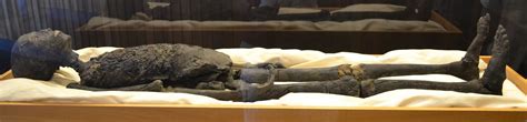 King Tut Mummy King Tut Seattle Exhibit Mummy Replica King Tut