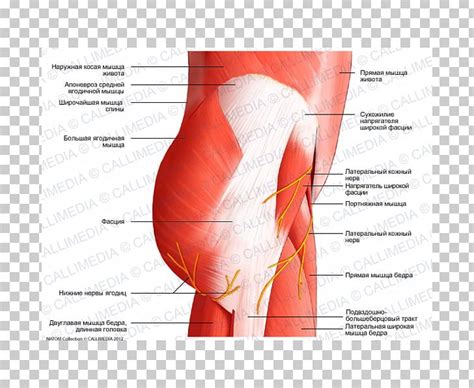 The muscles of the pelvis, hip and buttock anatomical chart shows how each muscle in this area of the body works with the others, and the various minor systems within the major ones. Muscles Of The Hip Muscular System Pelvis PNG, Clipart, Abdomen, Active Undergarment, Anatomy ...