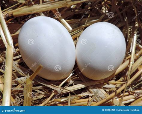 Two Fresh White Chicken Eggs Stock Image Image Of Domestic Horizontal 60264295