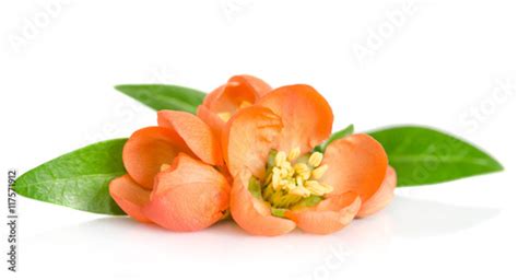 Beautiful Orange Flowers On White Background Buy This Stock Photo And