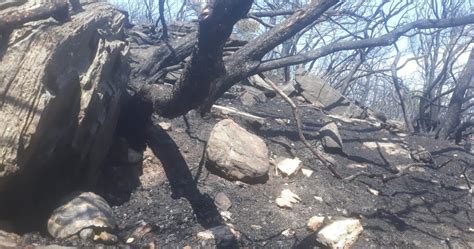 Pixabay & yangından kurtarılan koala fotoğrafı geçtiğimiz günlerde yangının bilançosuyla ilgili verilen bilgilerde yangında ölen hayvan sayısının 500 milyon olduğu açıklanmıştı. Orman yangınında yanan sadece ağaçlar olmadı