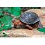 Box Turtle  Lewisboro Field Guide