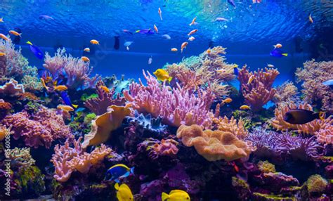 Tropical Fish On A Coral Reef Stock Photo Adobe Stock