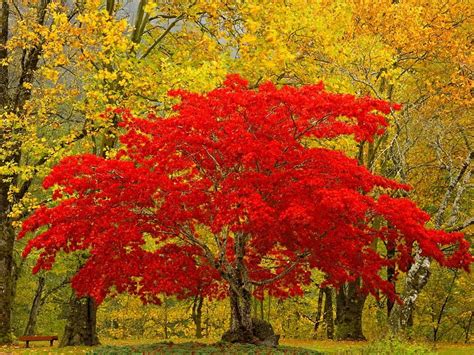 Red Autumn Tree Forest Red Tree Autumn Hd Wallpaper Peakpx