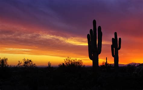 Saguaro Sunset Ii Photograph By Saija Lehtonen Pixels