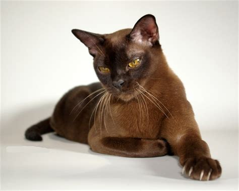 Adorable Burmese Cat Sitting Picture