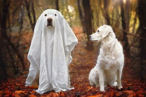 13 Adorable Dogs In Ghost Costumes Собаки Ретривер Животные