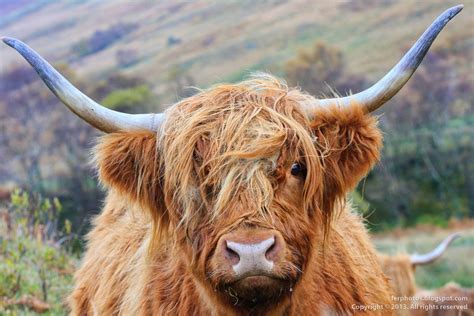 Highland Cattle Cattle Cow Photos