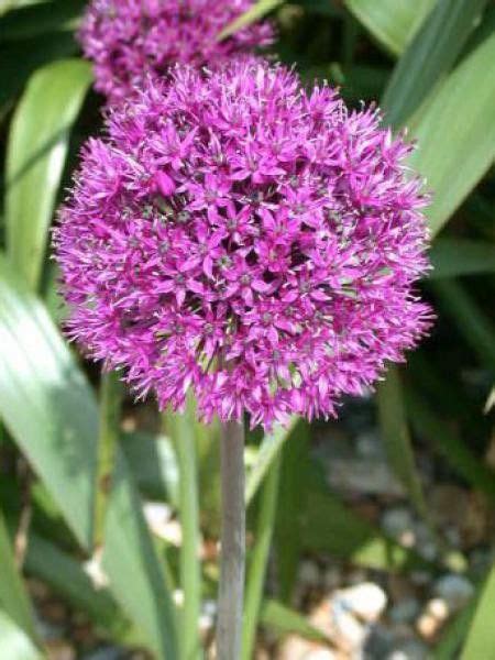 Ail D Ornement Purple Sensation Allium Le Jardin Du Pic Vert