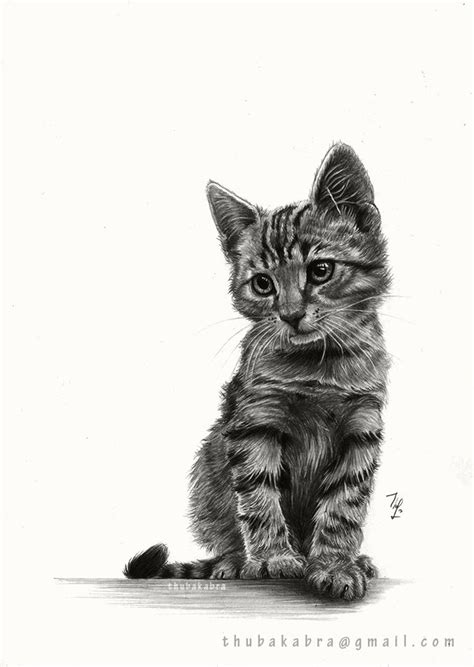 17 Best Images About Cat ️ Drawing On Pinterest Cat