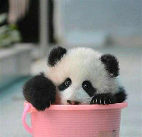 Pin By Christine On Animals Panda Bear Baby Panda Bears Panda