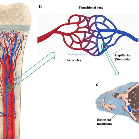 A Schematic Illustration Of Blood Supply Of Long Bones A Nutrient