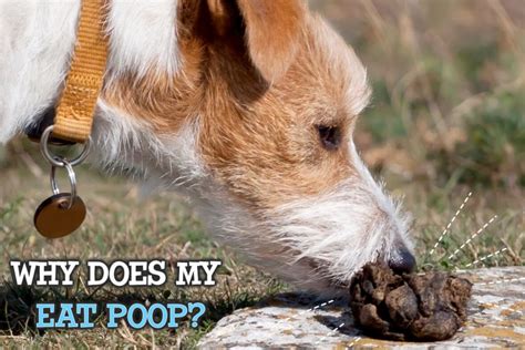 What Is Coprophagia Dangers Of Eating Dog Poop 911 Vlrengbr