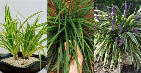 The 13 Best Ornamental Grasses For Shade Urban Organic Yield