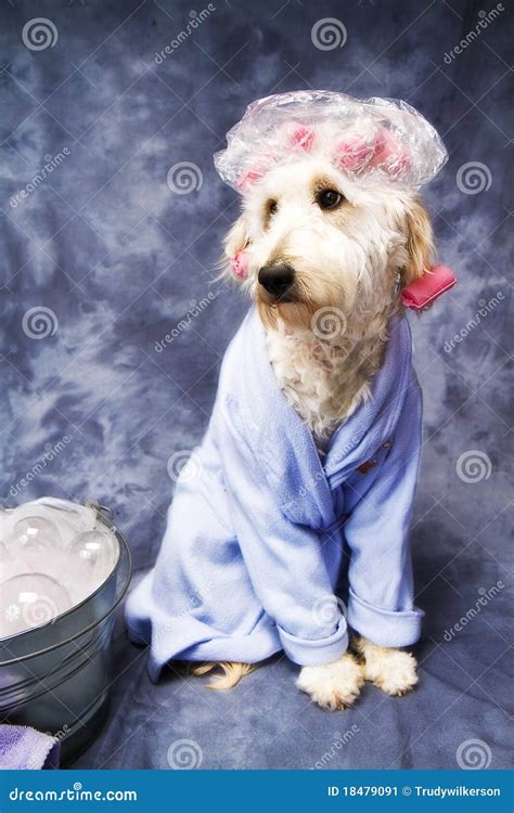 Dog In Shower Cap Stock Image Image Of Animal Bubbles 18479091