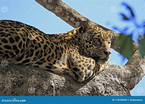 Jaguar Resting Over The Branch Of A Tree Stock Photography