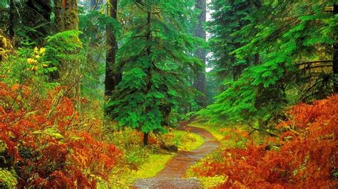 Fall Forest Wallpaper 45 Images