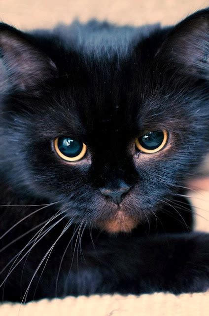 Black Cat Snaps