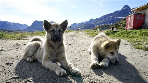 The Greenlandic Husky And The Puppies Guide To Greenland