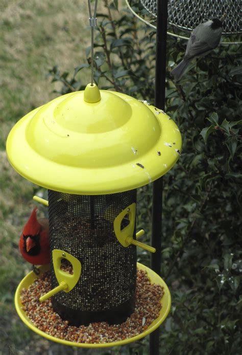 Home is where the heart is. Chickadee and Cardinal | Bird feeders, Birds, Cardinals