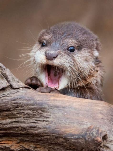 Baby Otter Otters Cute Otters Baby Otters