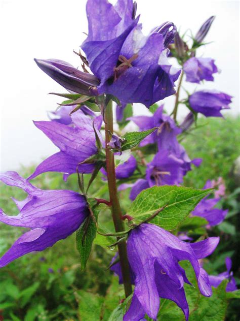 Abiding by their own, unique codes of honor and dividing the spoils e. Nanda Devi and Valley of Flowers National Parks