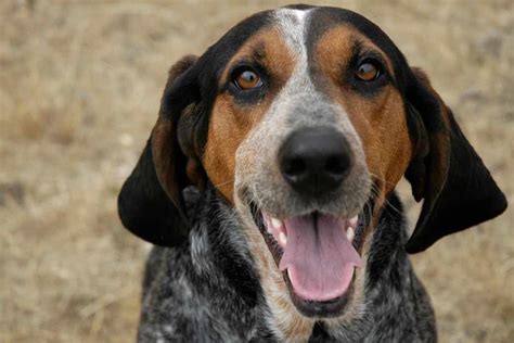 Are Coonhounds Sensitive