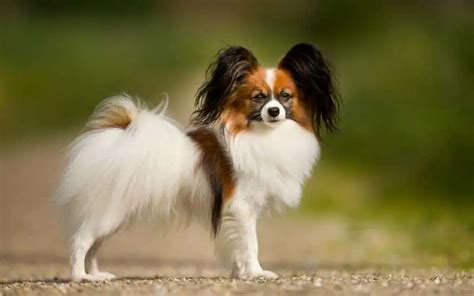 Papillons Dogs Breed Facts And Information