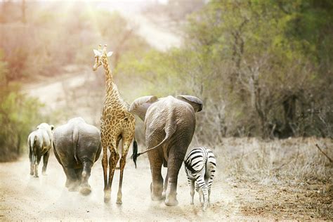 Africa Safari Animals Walking Down Path Photograph By Susan Schmitz