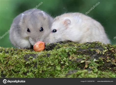 Dois Hamsters Anões Campbell Estão Comer Amendoins Num Terreno Coberto