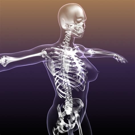 A healthy body is as close to perfection as any you will ever find. Female Skeleton in transparent Woman Body 3D Model