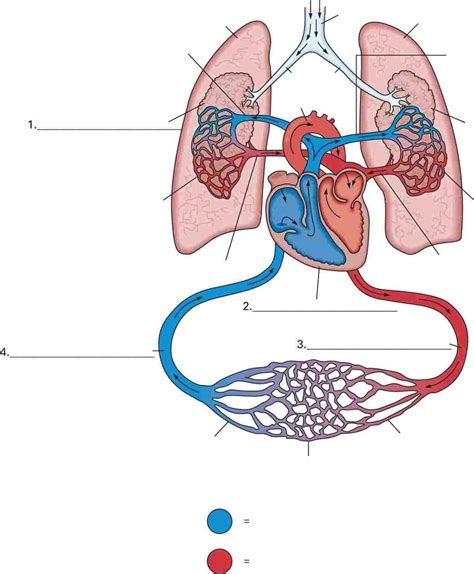 Pictures Of The Circulatory System Diagram Pictures Of The