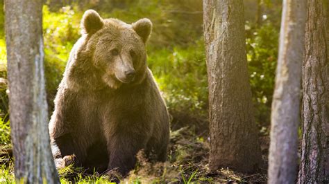 Desktop Wallpapers Brown Bears Bears Animal 2560x1440