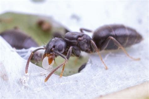Technomyrmex Albipes Queen Species Ants Queen
