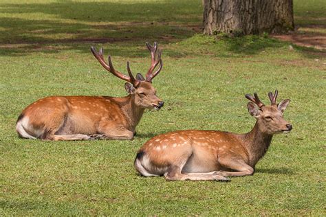 Sika Deer For Sale Cold Creek Ranch Texas