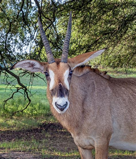 Search only for roan antilope Roan Antelope Photograph by Joan Carroll